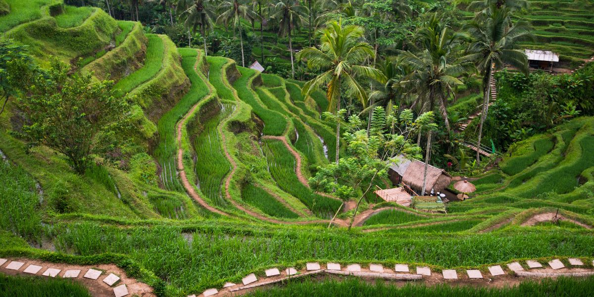 Tegalalang Village Rice Field